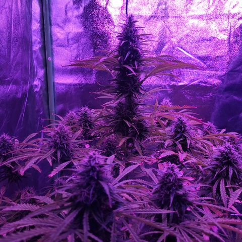 Auto Skywalker Haze growlog timeline photo
