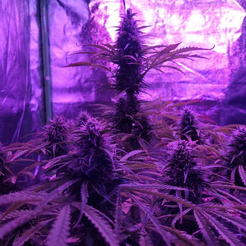 Auto Skywalker Haze growlog timeline photo