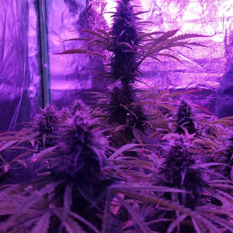 Auto Skywalker Haze growlog timeline photo