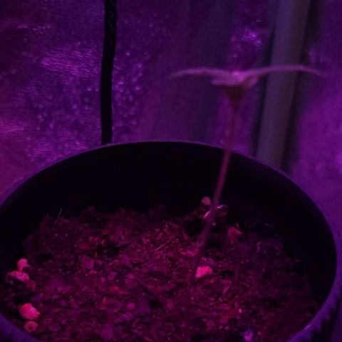 Mago Genetics growlog photo: Nació otra al lado..