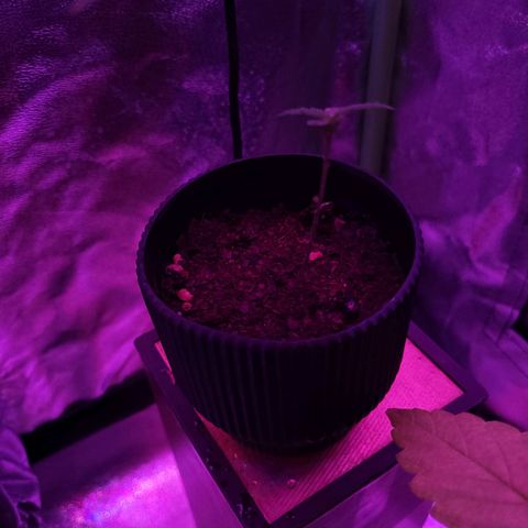 Mago Genetics growlog photo: Nació otra al lado..