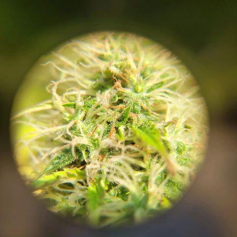 Auto Skywalker Haze growlog timeline photo