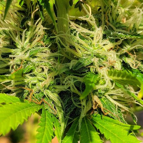 Auto Skywalker Haze growlog timeline photo