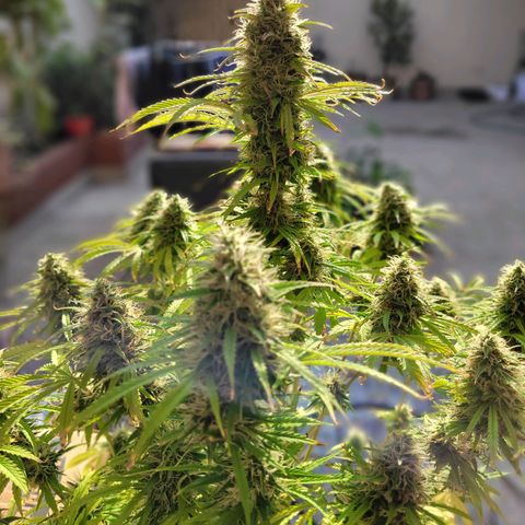 Auto Skywalker Haze growlog timeline photo