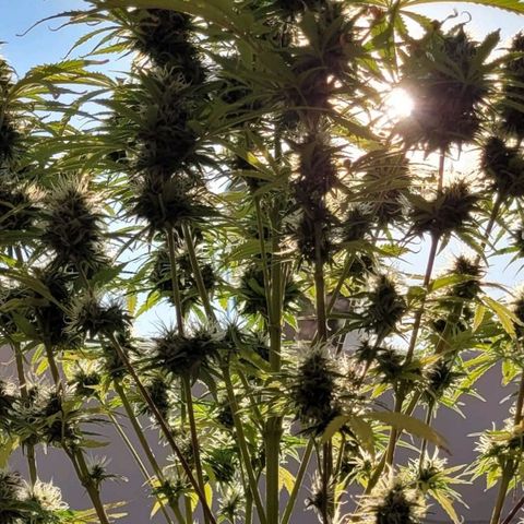 Auto Skywalker Haze growlog timeline photo