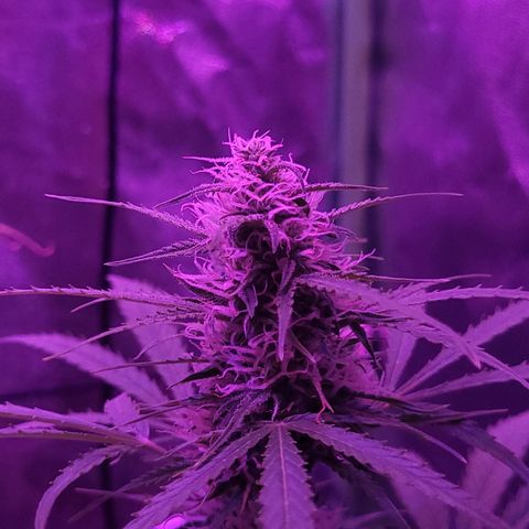 Cinderella jack - Expocann'23 growlog timeline photo