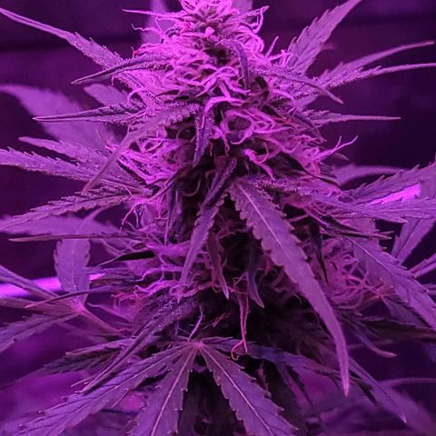 Cinderella jack - Expocann'23 growlog timeline photo