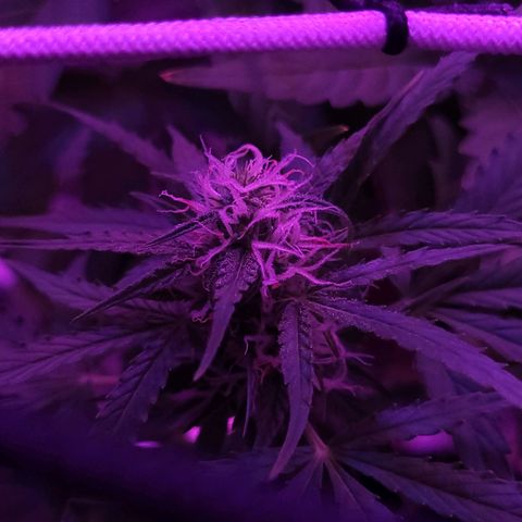 Cinderella jack - Expocann'23 growlog timeline photo