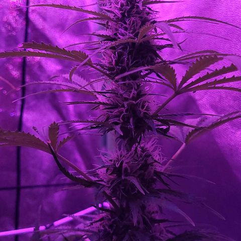 Cinderella jack - Expocann'23 growlog timeline photo