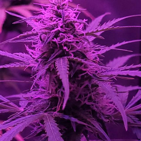 Cinderella jack - Expocann'23 growlog timeline photo