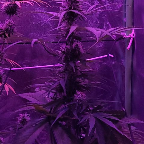 Cinderella jack - Expocann'23 growlog timeline photo
