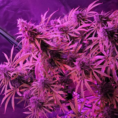 Auto Skywalker Haze growlog timeline photo