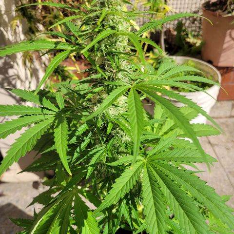 Cinderella jack - Expocann'23 growlog timeline photo