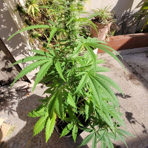Cinderella jack - Expocann'23 growlog timeline photo