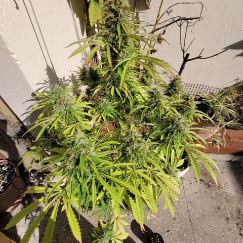 Auto Skywalker Haze growlog timeline photo