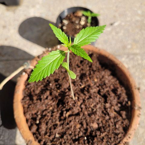 Mago Genetics growlog timeline photo