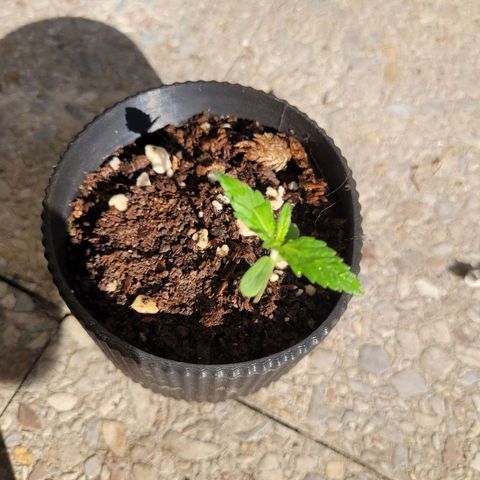 Mago Genetics growlog timeline photo