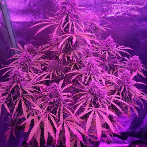 Auto Skywalker Haze growlog photo: Last week , just waiting the soil to dry