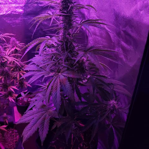 Cinderella jack - Expocann'23 growlog timeline photo