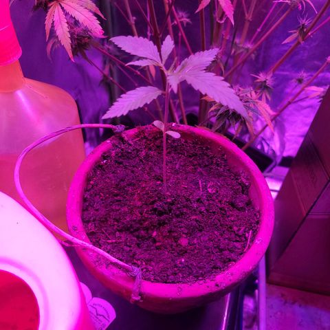 Mago Genetics growlog timeline photo