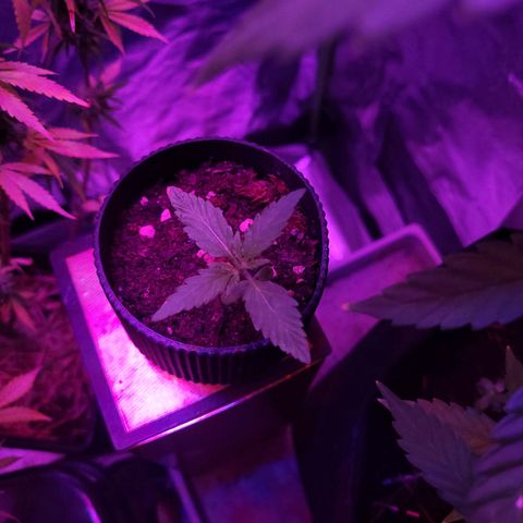 Mago Genetics growlog timeline photo