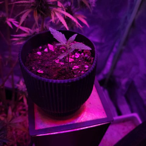 Mago Genetics growlog timeline photo