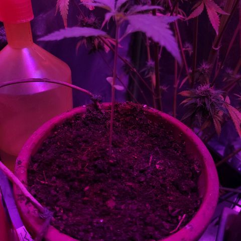 Mago Genetics growlog timeline photo