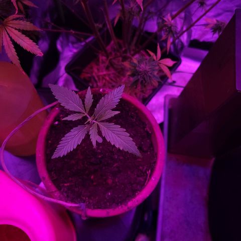Mago Genetics growlog timeline photo