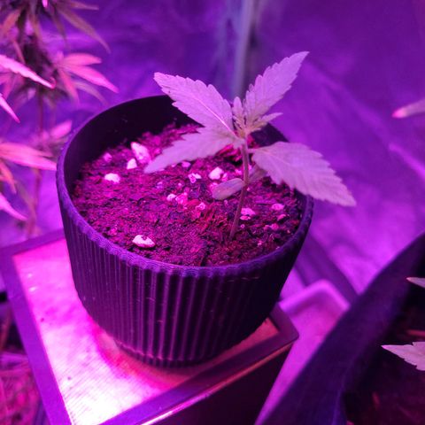Mago Genetics growlog timeline photo