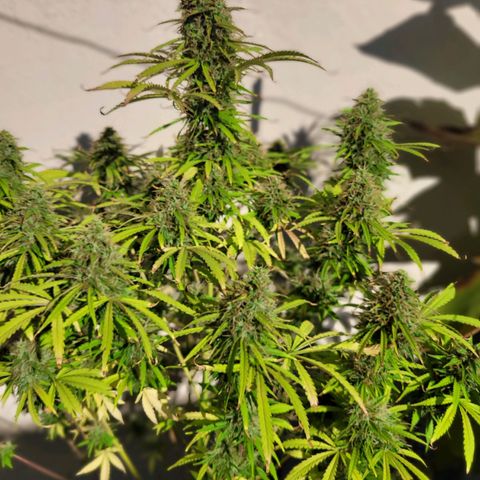 Auto Skywalker Haze growlog photo: 2nd outside pure water flush , planned 6Lt on all day.. at the moment of this photo was taken, it has the first  2Lt