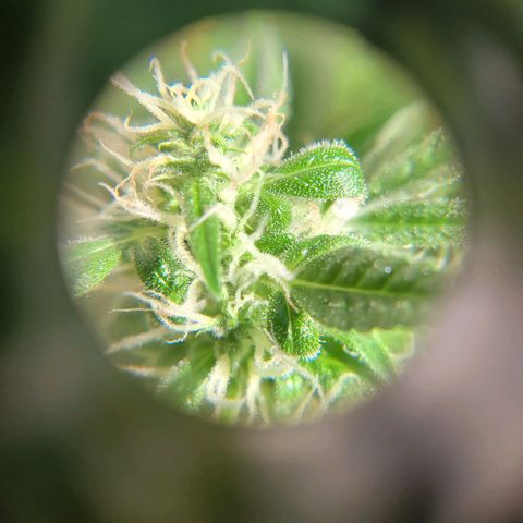 Cinderella jack - Expocann'23 growlog photo: Adding fresh air & sunlight..