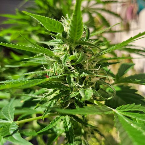 Cinderella jack - Expocann'23 growlog photo: Adding fresh air & sunlight..