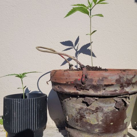 Mago Genetics growlog timeline photo