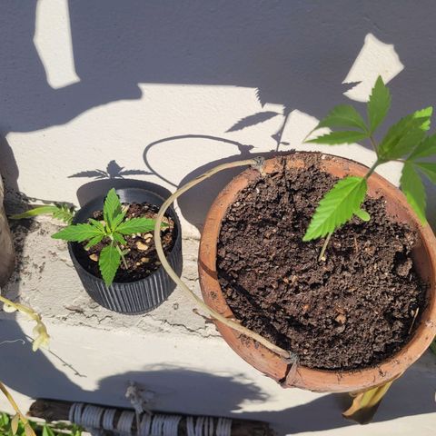 Mago Genetics growlog timeline photo