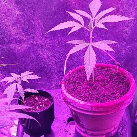 Mago Genetics growlog timeline photo