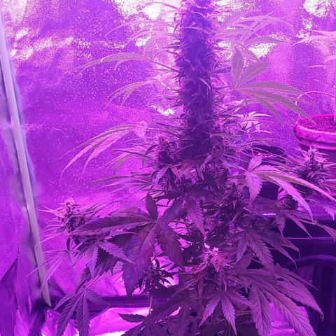 Cinderella jack - Expocann'23 growlog timeline photo