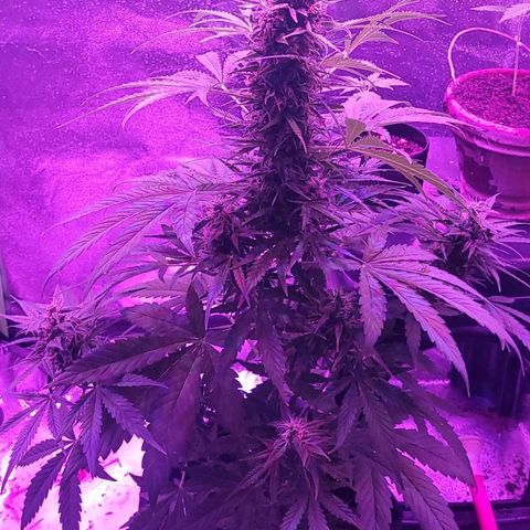 Cinderella jack - Expocann'23 growlog timeline photo