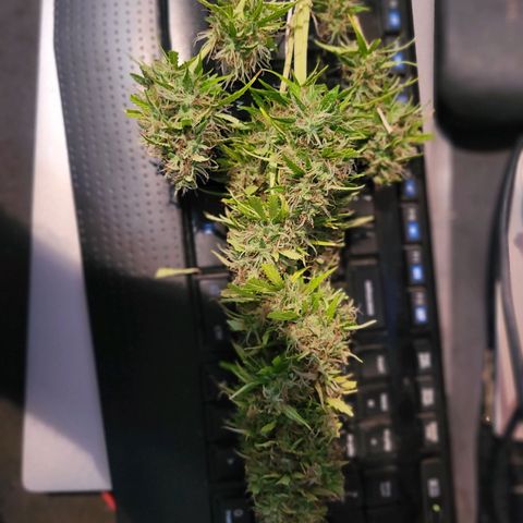 Auto Skywalker Haze growlog timeline photo