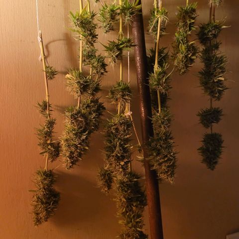 Auto Skywalker Haze growlog timeline photo