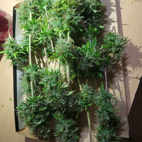 Auto Skywalker Haze growlog timeline photo