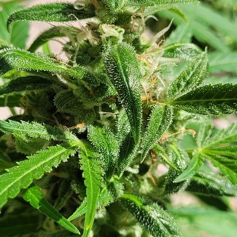 Cinderella jack - Expocann'23 growlog timeline photo