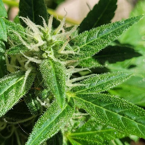 Cinderella jack - Expocann'23 growlog timeline photo