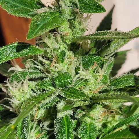Cinderella jack - Expocann'23 growlog timeline photo