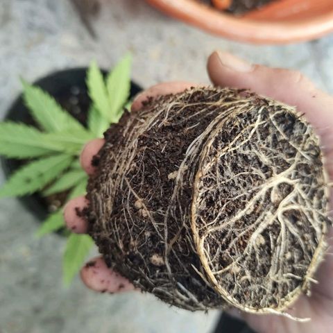 Mago Genetics growlog photo: 2dn transplant