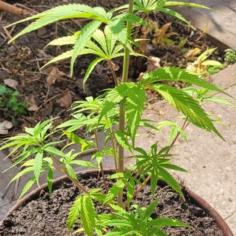 Mago Genetics growlog photo: Definitive transplant
