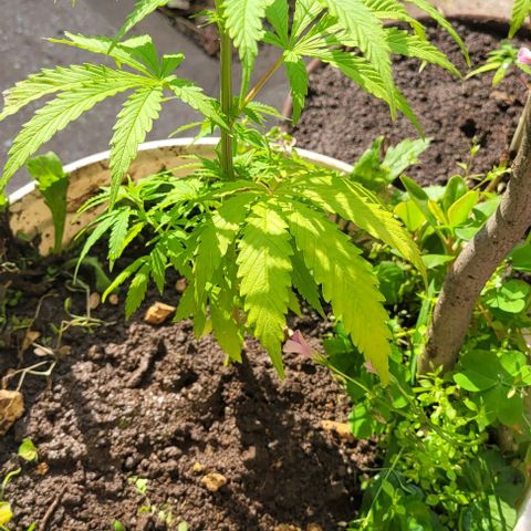 Mago Genetics growlog photo: Definitive transplant