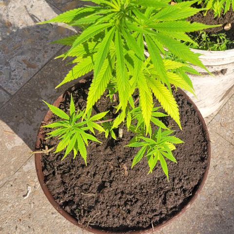 Mago Genetics growlog photo: Definitive transplant
