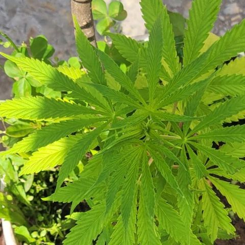 Mago Genetics growlog photo: Definitive transplant