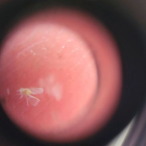 Cinderella jack - Expocann'23 growlog photo: Withe fuc#$% fly bug