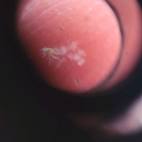 Cinderella jack - Expocann'23 growlog photo: Withe fuc#$% fly bug